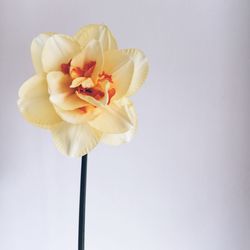 Close-up of flowers over white background