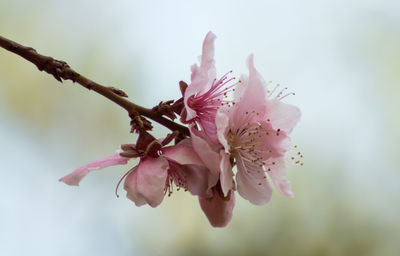 Close-up of pink cherry blossoms in spring