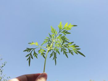 Midsection of person holding plant against clear blue sky