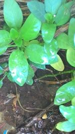 Close-up of leaves