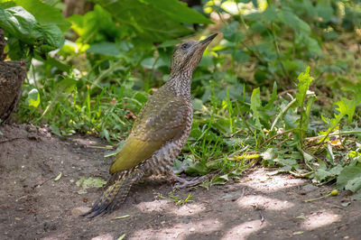 Close-up of bird perching on a field