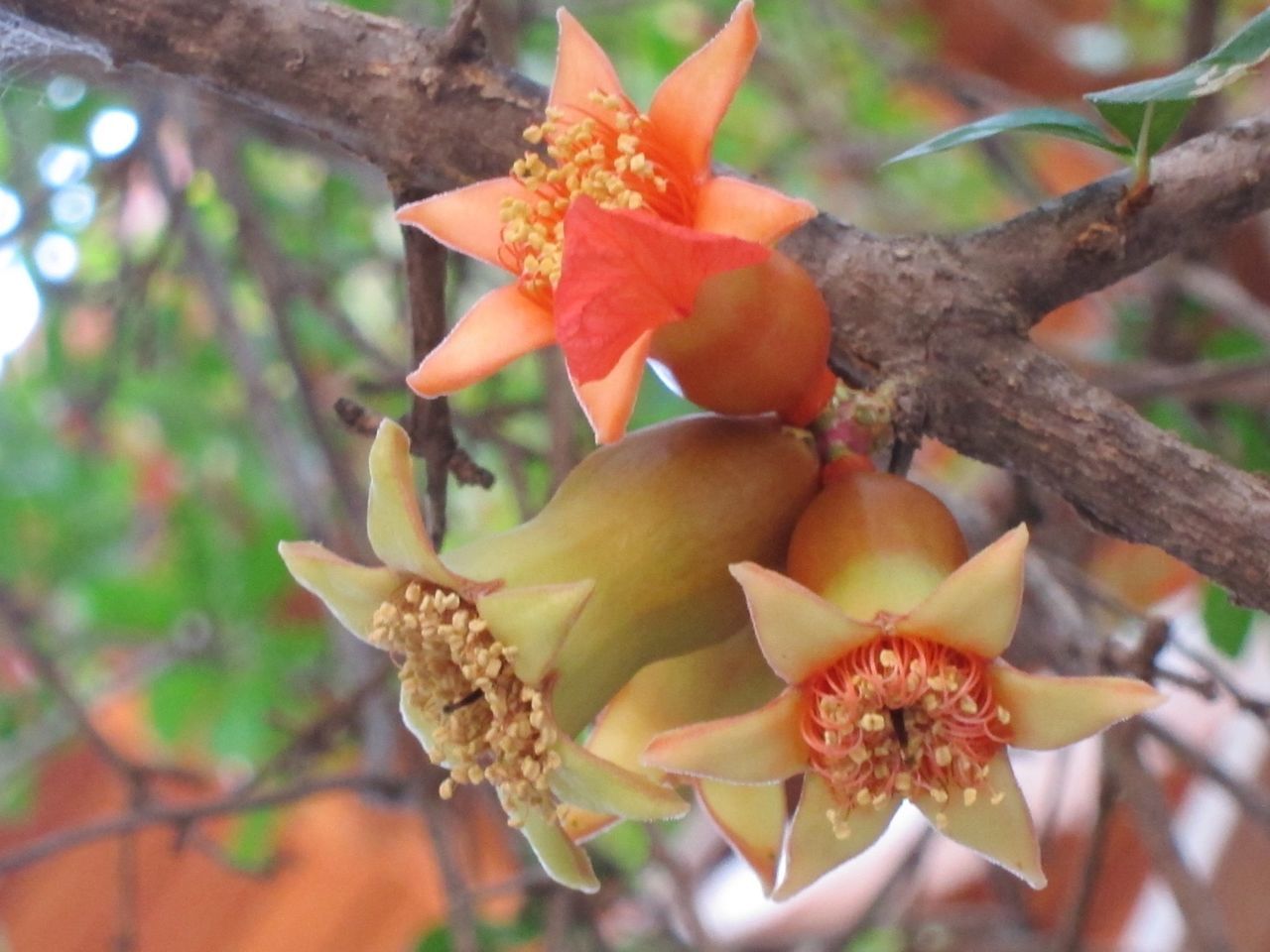 branch, flower, focus on foreground, growth, tree, freshness, close-up, nature, beauty in nature, fragility, leaf, petal, day, orange color, outdoors, plant, no people, bud, twig, season