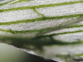 Close-up of moss on wood