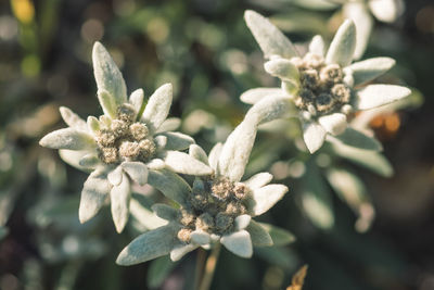 Close-up of flowering plant