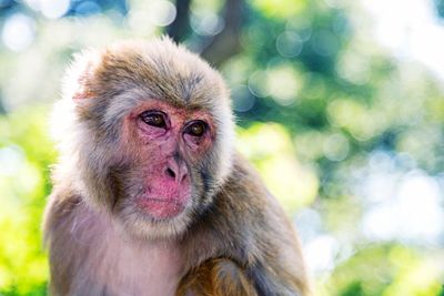 Close-up portrait of monkey