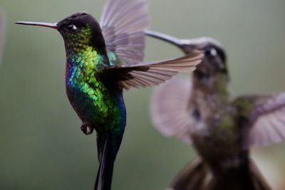 Close-up of bird flying against blurred background