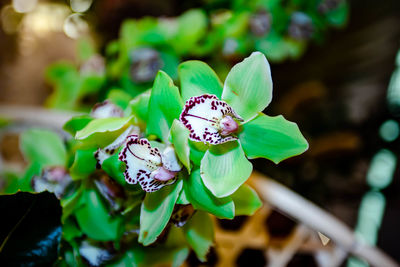 Close-up of green orchid flowering plant