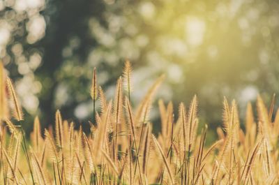 Roadside grass in a sunrise.