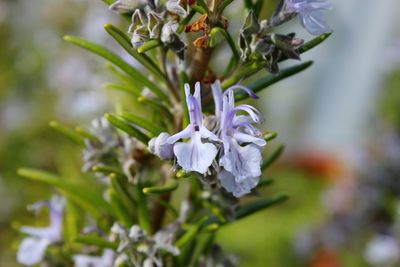 Close-up of purple flowers