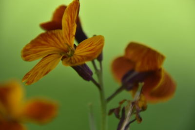 Close-up of day lily blooming outdoors