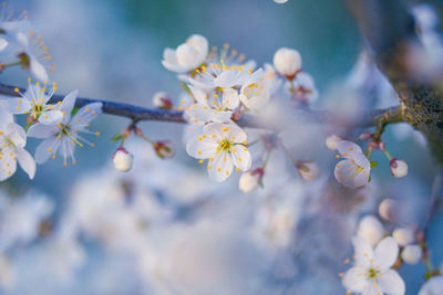 Beautiful white plum tree flowers blossoming during the spring.