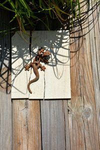 Close-up of snake perching on wood