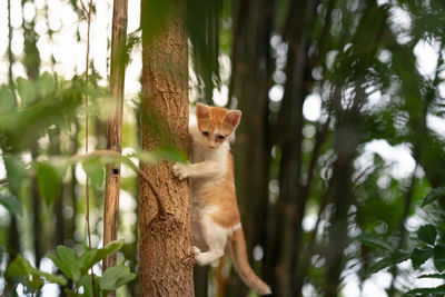 View of cat in forest