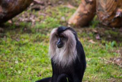 Close-up of monkey on field