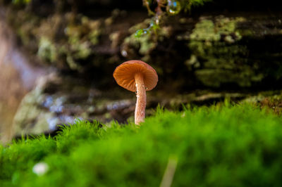 Close-up of mushroom on field