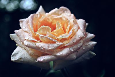 Close-up of water drops on rose