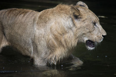 Close-up of a animal in a lake