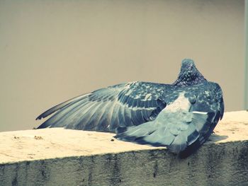 Close-up of seagull on wall