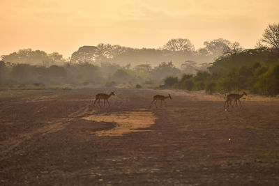 Horses on field against sky during sunset