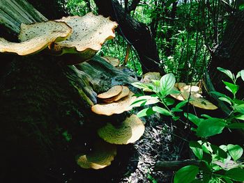 Trees growing in forest