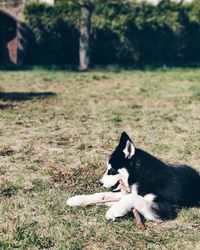 Dog relaxing on field