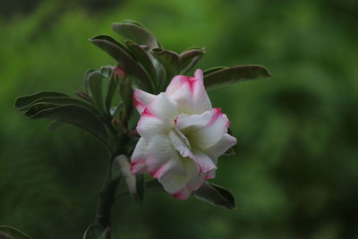 Close-up of pink rose flower