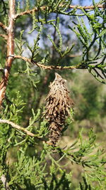 Close-up of dried plant in forest