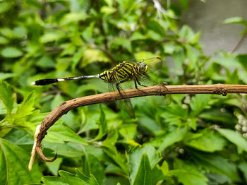 Close-up of butterfly on leaf