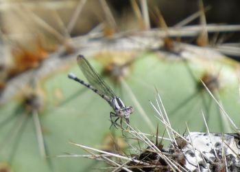 Close-up of insect on plant