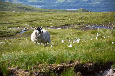 Sheep in a field