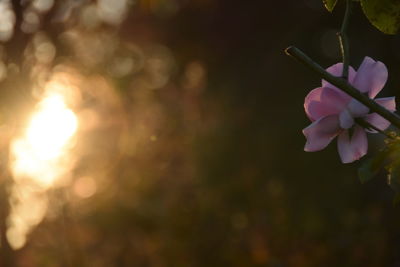 Close-up of flowers blooming on tree