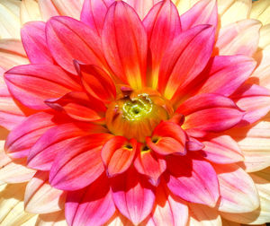 Full frame shot of pink flower
