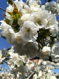 Close-up of white cherry blossoms