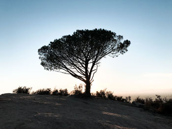 Silhouette tree on field against sky during sunset