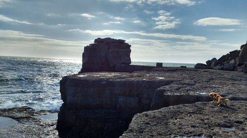 Dog standing on rock by sea against sky