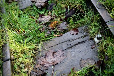 High angle view of dry leaves on field