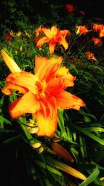 Close-up of day lily blooming outdoors