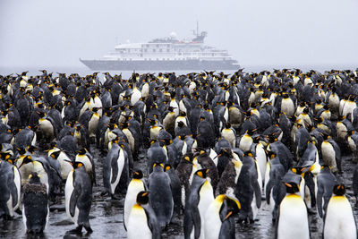 Close-up of penguins on shore against sky