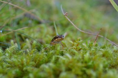 Frog leaping in undergrowth. isle of mull, scotland.