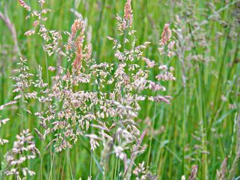 Close-up of flowering plants on field