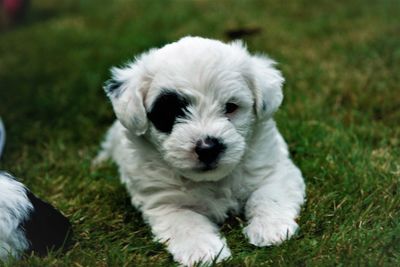 Portrait of white puppy on field