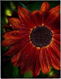 Close-up of red flower blooming outdoors