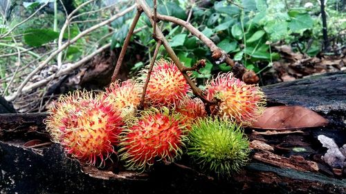 Close-up of fruits growing on plant