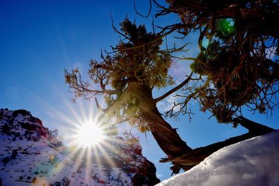 Low angle view of tree against sky