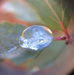 Close-up of water drop on leaf