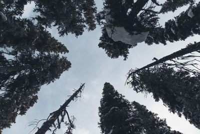 Low angle view of trees in forest against sky