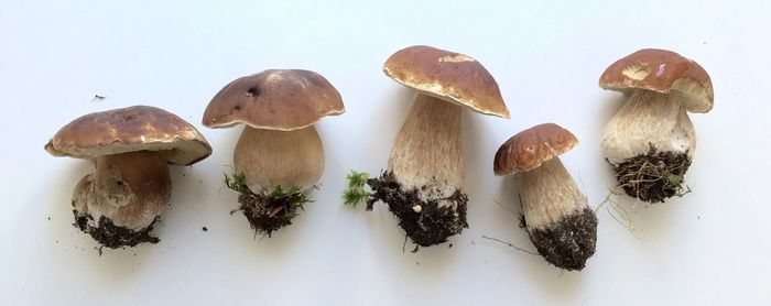 Close-up of mushrooms against white background