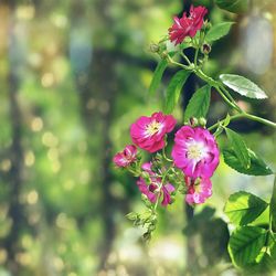 Close-up of pink flowers blooming outdoors