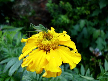 Close-up of insect on yellow flower