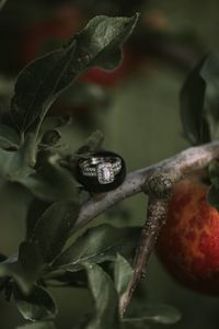 Close-up of snake on plant